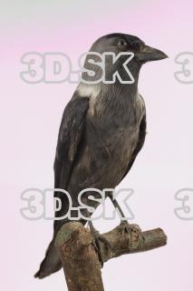 Jackdaw - Corvus monedula 0003